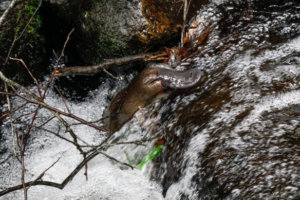 Platypuses are also affected by unseasonal water releases from reservoirs. Not only is the water often cooler than would be natural,  high flows in January and February can wash away puggles just as they emerge.