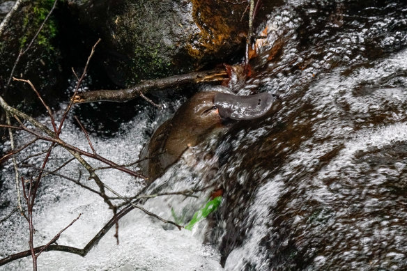 Platypuses are also affected by unseasonal water releases from reservoirs. Not only is the water often cooler than would be natural,  high flows in January and February can wash away puggles just as they emerge.