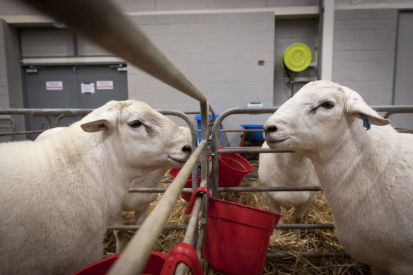 Sheep producers say the impact of the Qatar decision on exporters has been eclipsed by a focus on the hit to tourism.