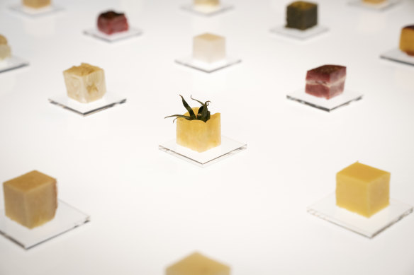 Cubes of food.