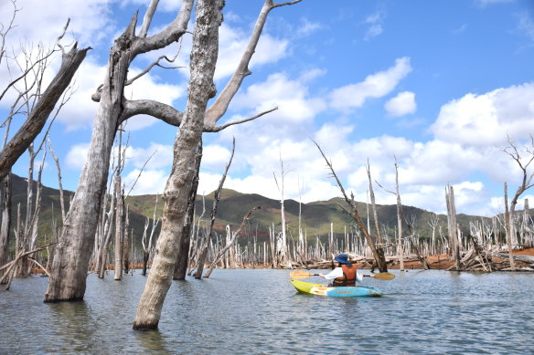 Kayaking Lake de Yate amid its drowned forest.