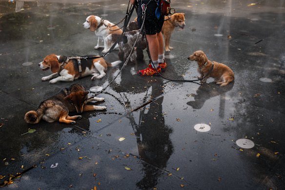 A dog sitter tries to keep pets cool under the mist of a Paris fountain as France experiences a heatwave.