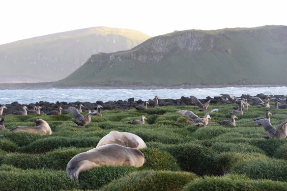 Southern elephant seals and southern giant petrels. 