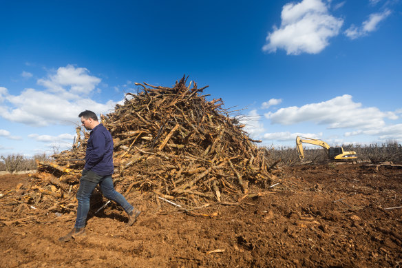 Farmers like Mitchell McNab are removing their less viable blocks of fruit and focusing on their more profitable ones.