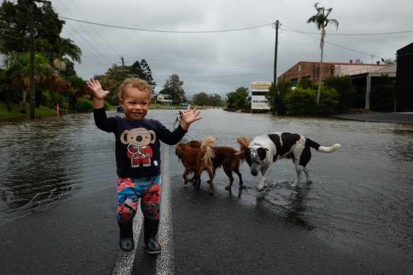 Koa Love, 17 months old, plays on the street in front of his house with the dogs in Billinudgel, northern NSW.