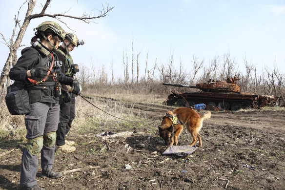 Volunteers and cynologists search for bodies of killed Ukrainian and Russian soldiers near a damaged Russian tank in the Kharkiv region on Friday.