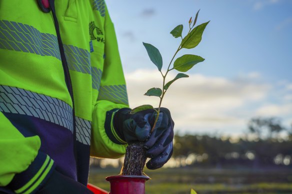 Many councils are planting more trees as part of their climate action plans.