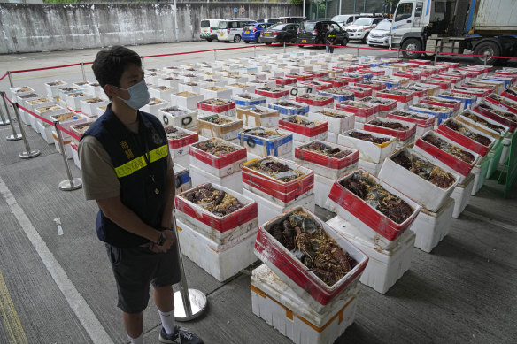 Australian lobsters seized by Hong Kong Customs, on display on October 15, 2021. 