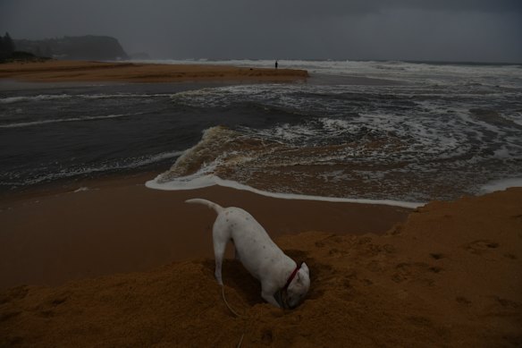 The Central Coast and Hunter have been hit by heavy rain, wild winds and big surf.