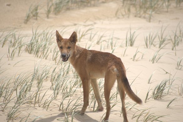 Um dingo em K'gari 75 Mile Beach, perto de Eurong.