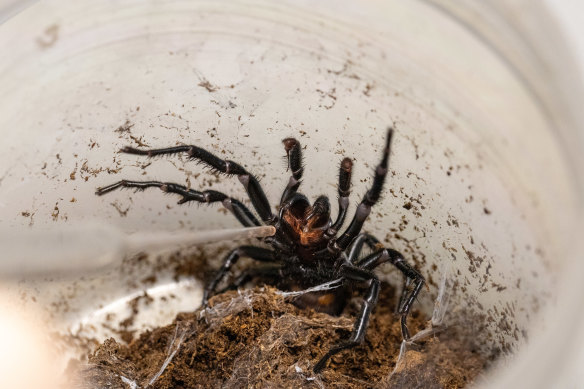 A funnel-web spider being milked of its powerful venom with a pressurised pipette.