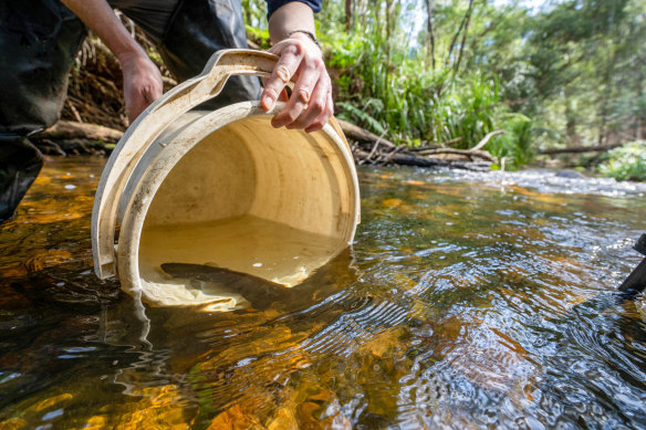 Arthur Rylah Institute staff return endangered fish and crustaceans to waterways in East Gippsland.