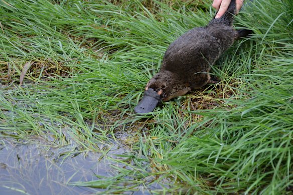 A platypus being released after a monitoring survey for Melbourne Water in 2014.