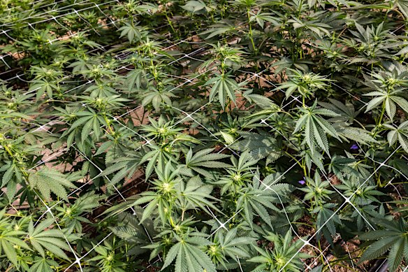 ECS Botanics, a medicinal cannabis farm located near Swan Hill. The company, which is listed on the ASX, grows hundreds of kilograms of legal cannabis each year.
