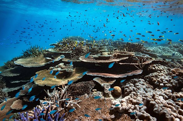 Orpheus’ seclusion means ample opportunity to snorkel without the crowds.