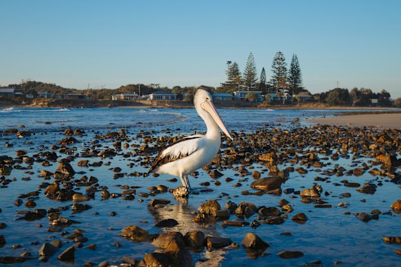 Travessia do Pelicano.