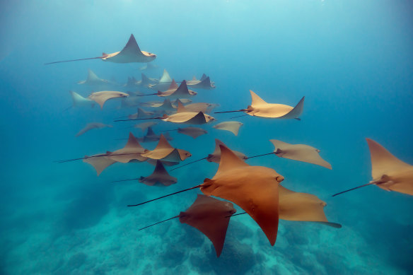 Golden rays in Gardner Bay, Española Island.