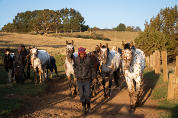 Appaloosas are perfectly suited to the safari life.