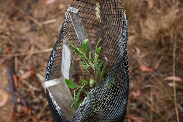 A sapling that has been sprayed with white paint signalling for removal. 