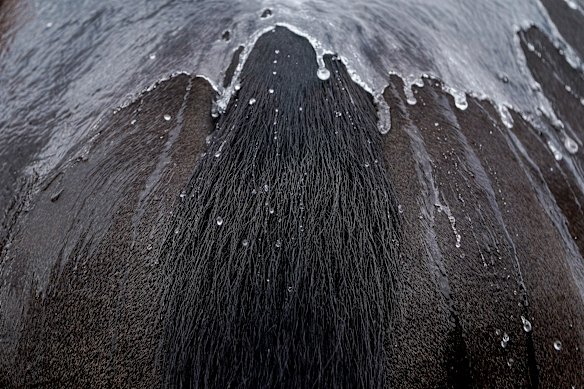 Racing returns to Tamworth on Monday.