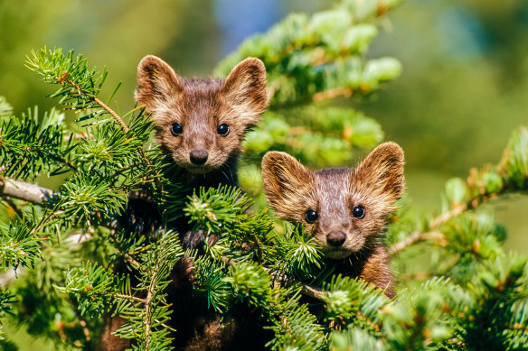 Curiouser and curiouser … American martens.