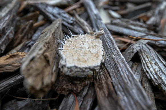 Building waste found in mulch just off Kororoit Creek Trail on Saturday.