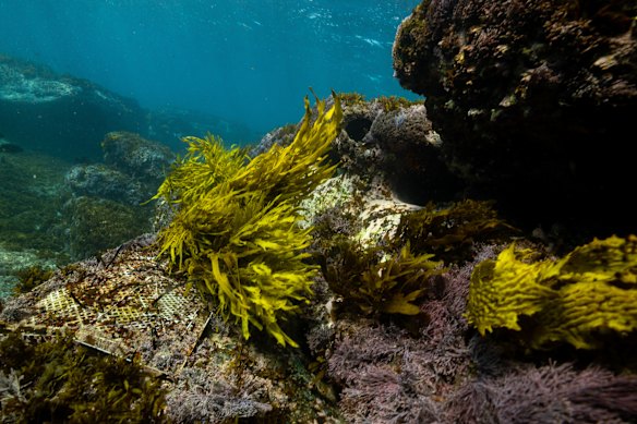 The metal mesh mats used to bring in adult crayweed.