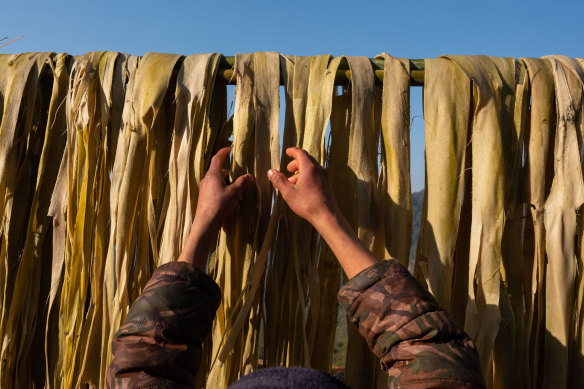 Argeli bark is hung to dry the sun in Puwamajhuwa, a village in the Ilam District of eastern Nepal.