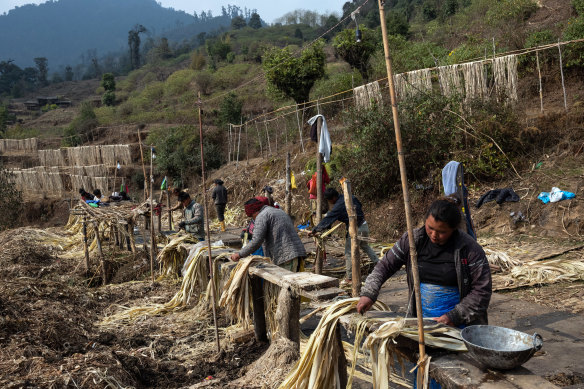 Workers clean argeli bark in the Ilam district of eastern Nepal.