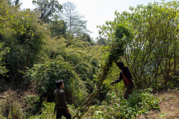 Before Japan began buying it to produce currency, argeli’s main use in Nepal was for firewood or fencing.  