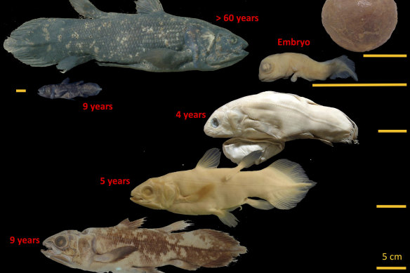 This image provided by Marc Herbin shows the development stages of the coelacanth fish. The “living fossil,” still around from the time of the dinosaurs, can live for 100 years, according to a study released in Current Biology. 