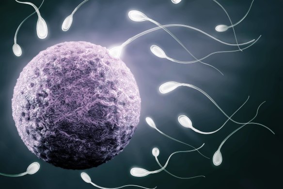An egg surrounded by sperm.