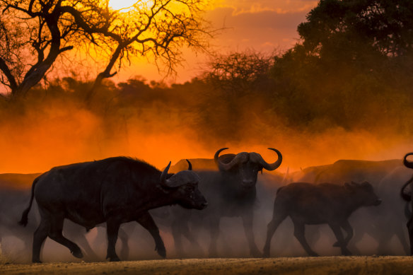 Buffalo at sunset … Kruger National Park.