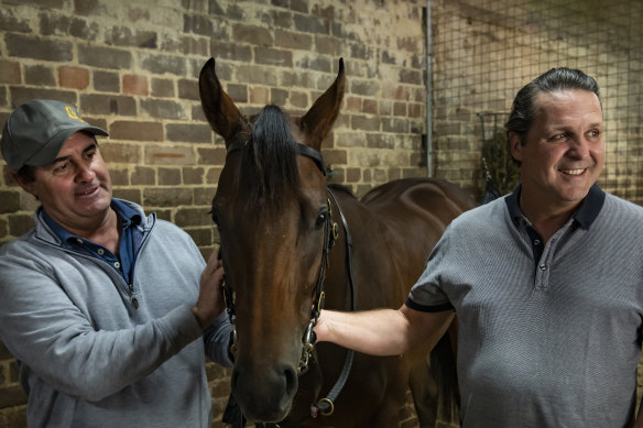 Golden Slipper runner Glistening in the stables of Michael and Richard Freedman in Randwick.