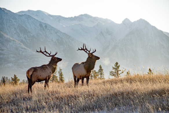 Two large bull elk in Banff National park