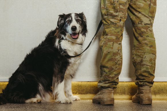 Trip a retired Explosives Detection Dog may soon be allowed to join the RSL.