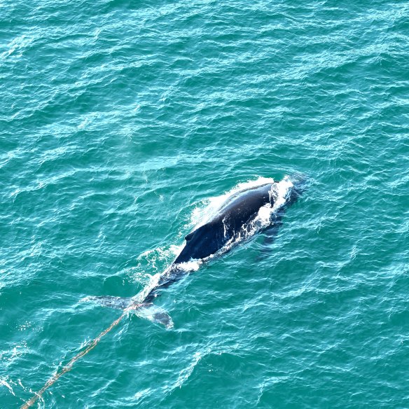 Whales need our help.