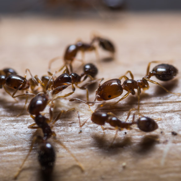 A close-up of red imported fire ants.