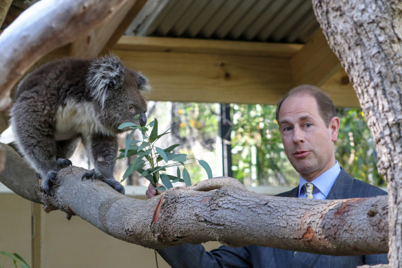 Prince Edward, the Earl of Wessex, meets Sophie the koala at the Adelaide Zoo, 2018.