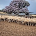 The sheep went missing from Leadsville between April 2025 and September 2026 in full wool.