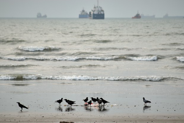 Birds gather around litter on a beach as commercial vessels lie anchored in the Strait of Hormuz off Bandar Abbas, Iran