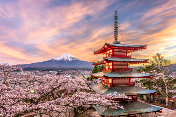 Cherry blossoms are a key part of Japan’s tourism industry, which has been ravaged by the pandemic.