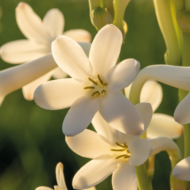Blindfolds bubbles blossoms On the trail of a seductive new scent