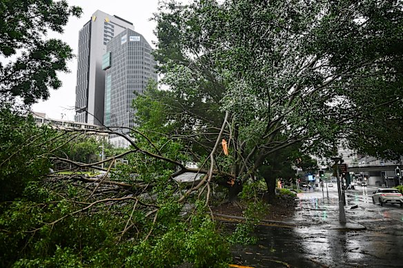 A large tree blocks the road in Brisbane’s CBD.