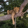 What record did a three-legged lion break? Take the Brisbane Times Quiz