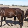 Lifetime ban for woman who starved horses at Ararat property