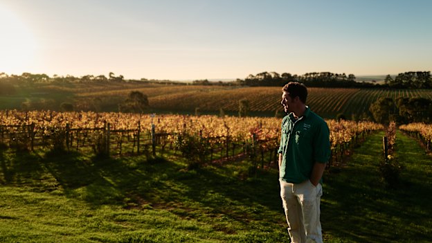 Winemaker Nick Farr in the vineyards of Wine by Farr, producers of what critic Huon Hooke describes as “a stunning 
line-up”.
