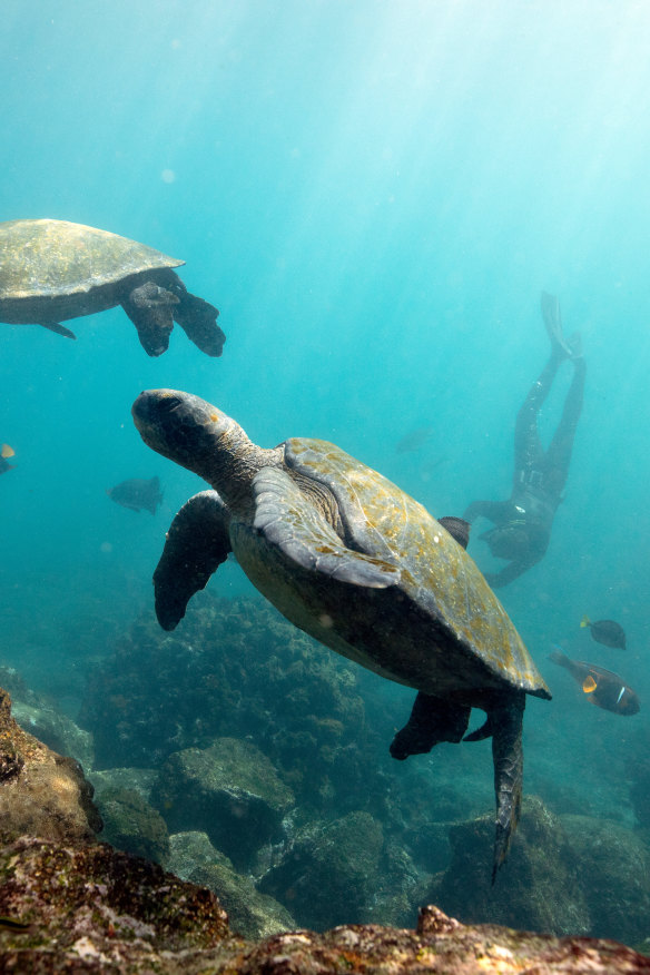 Green turtles and marine life off Isabela Island.