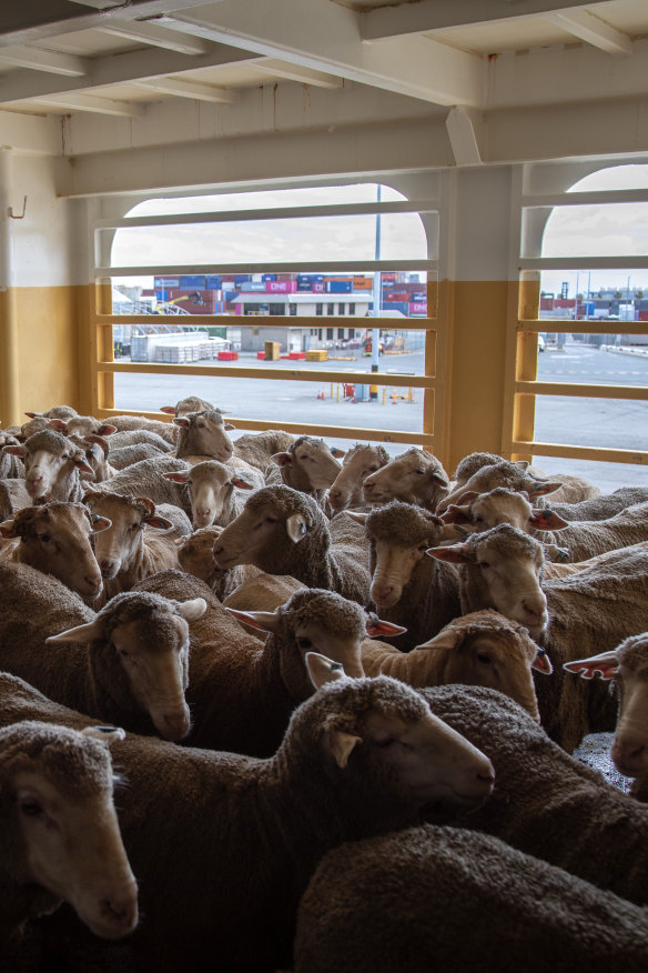 Sheep on board the Ocean Swagman, set to travel from Perth to the Middle East.