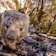 A wombat on the Dove Lake Circuit in Cradle Mountain.